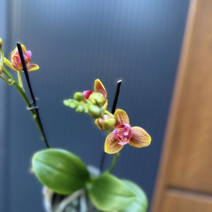 Phalaenopsis Lioulin Orange peloric 3 lips| Storczyk