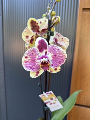Phalaenopsis Yellow Exotic Punch | Storczyk