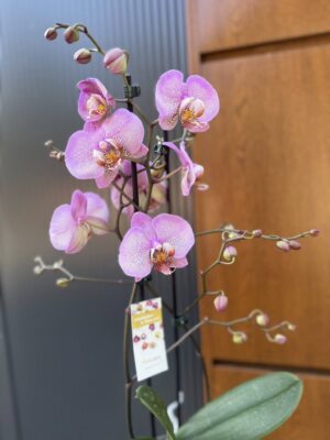 Phalaenopsis Formation | Storczyk