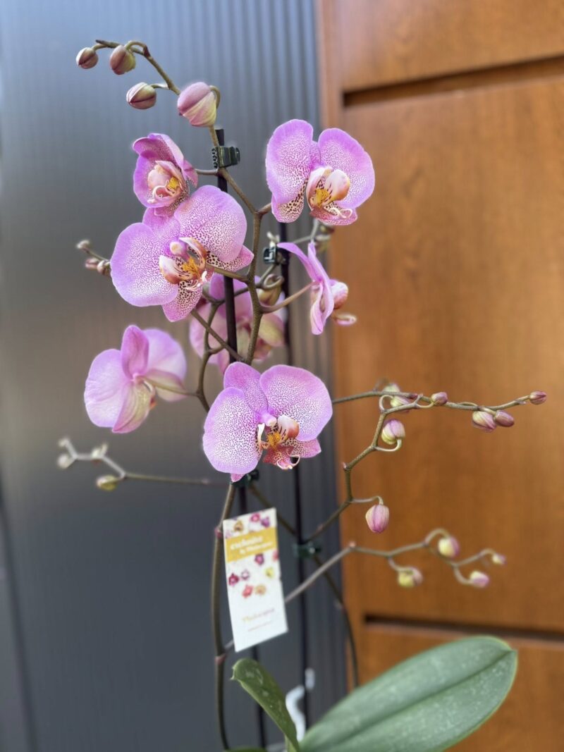 Phalaenopsis Formation | Storczyk