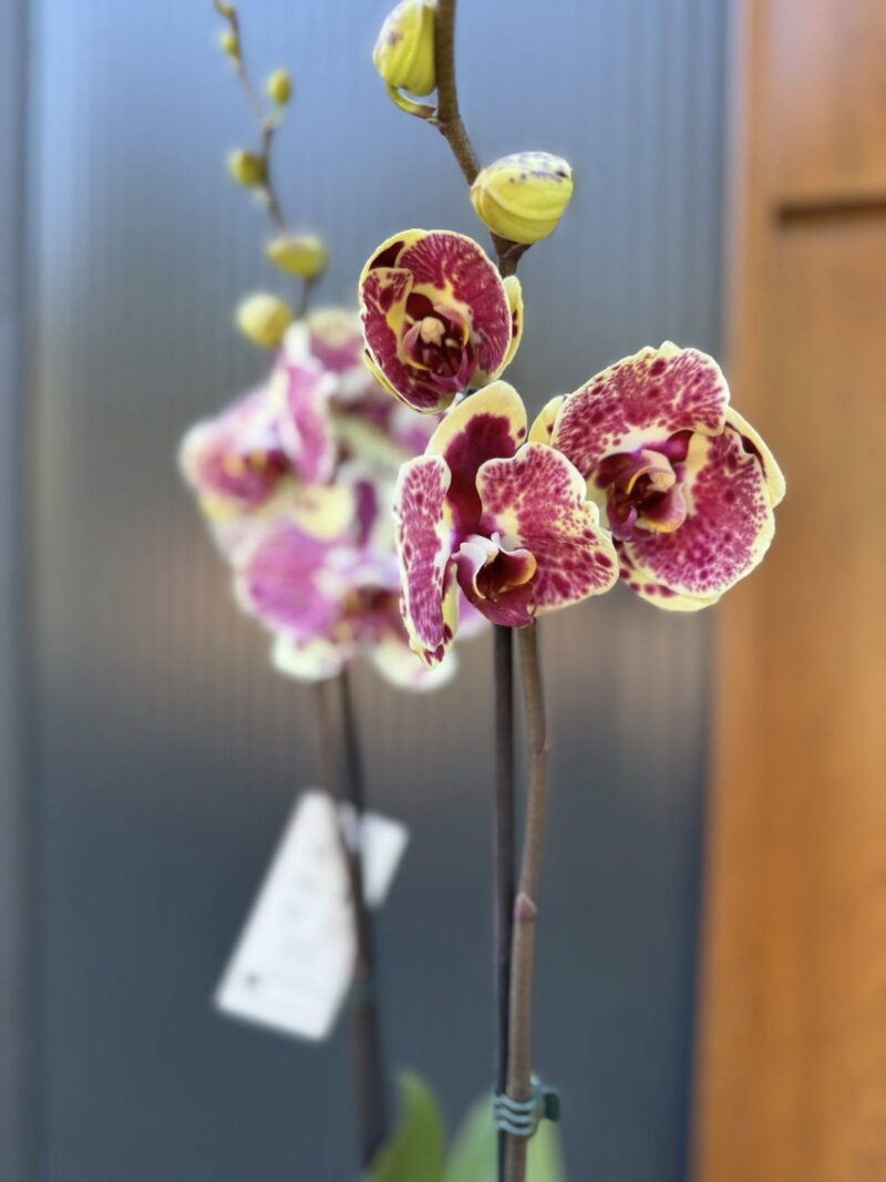 Phalaenopsis Yellow Exotic Punch | Storczyk