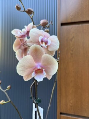phalaenopsis oxlottery | Storczyk
