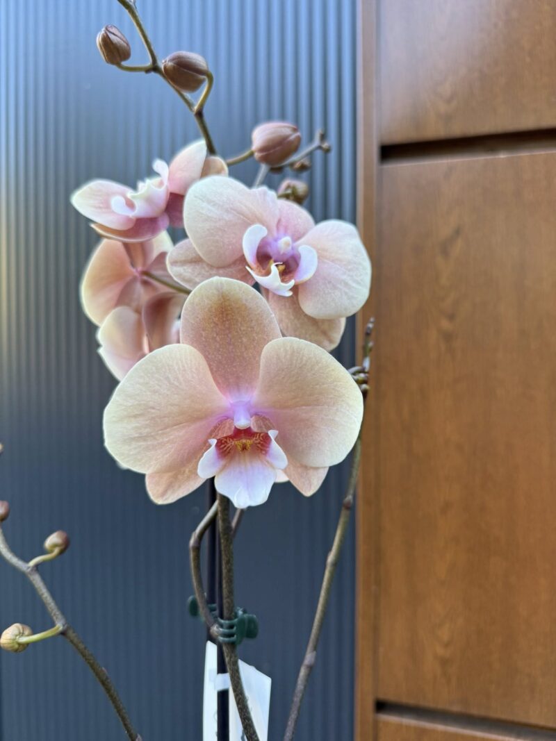 phalaenopsis oxlottery | Storczyk