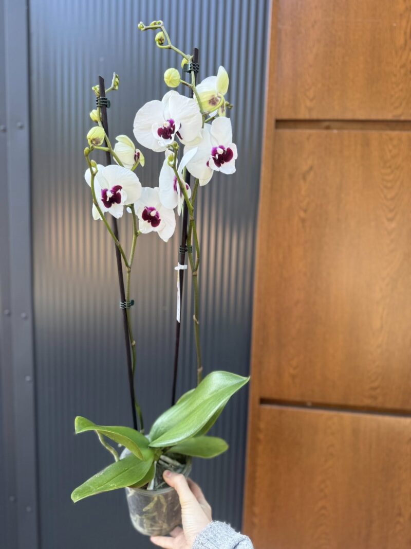 Phalaenopsis Charming Panda big lip | Storczyk