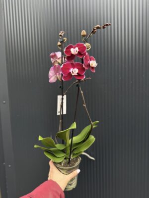 phalaenopsis hot chilli | Storczyk