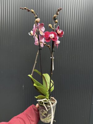 phalaenopsis hot chilli | Storczyk