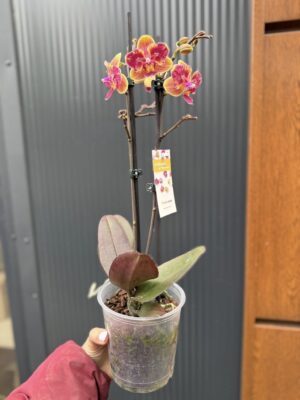 Phalaenopsis Sogo Yellowtris peloric | Storczyk bez pąków