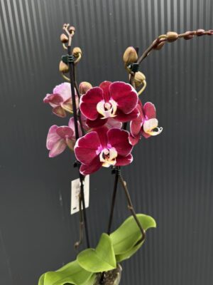 phalaenopsis hot chilli | Storczyk