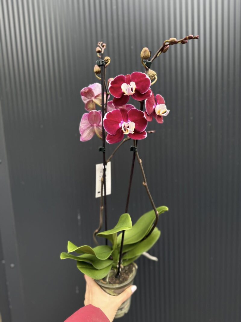 phalaenopsis hot chilli | Storczyk