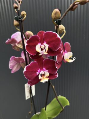 phalaenopsis hot chilli | Storczyk