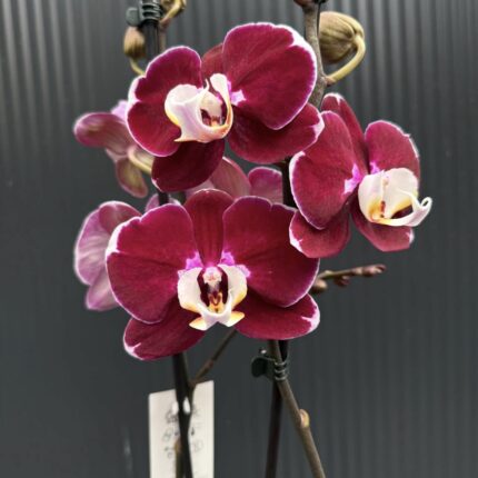 phalaenopsis hot chilli | Storczyk