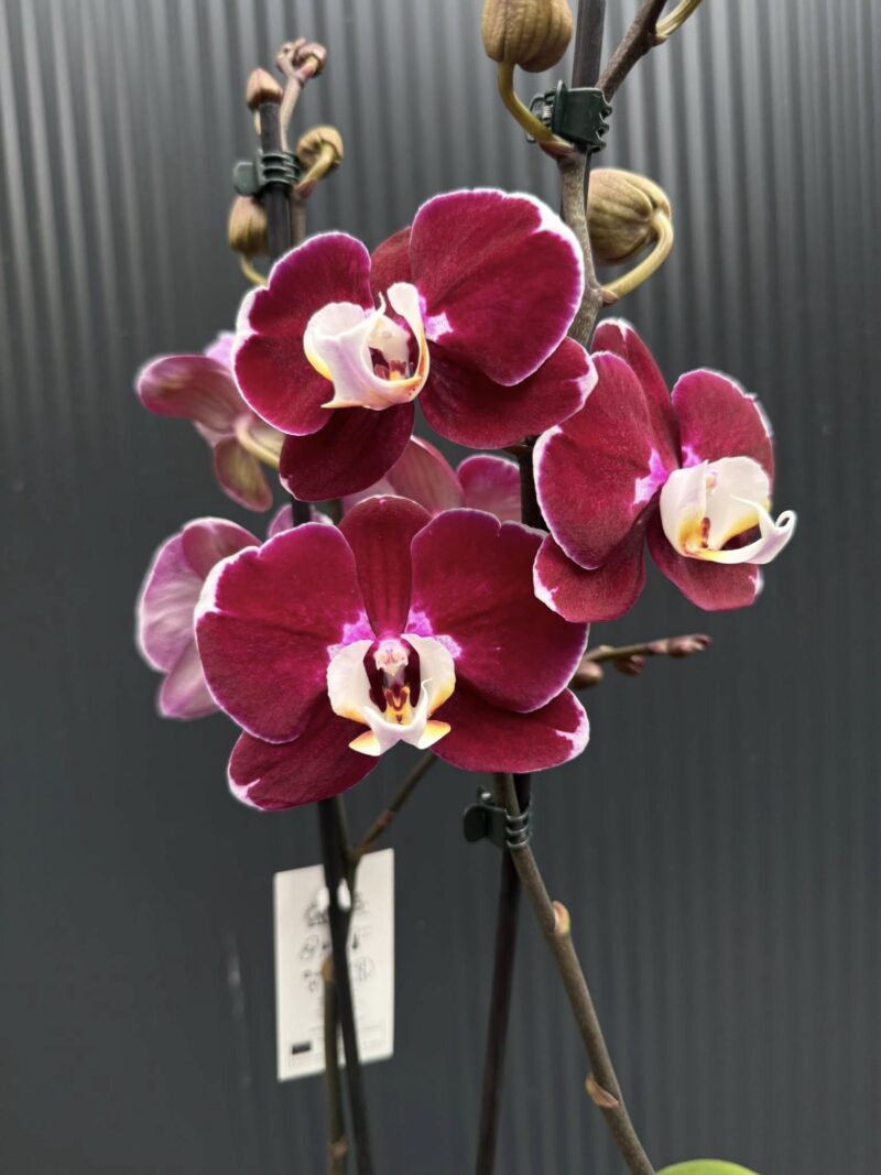 phalaenopsis hot chilli | Storczyk phalaenopsis hot chilli | Storczyk