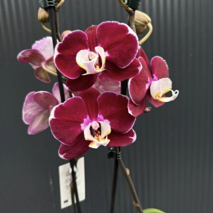 phalaenopsis hot chilli | Storczyk