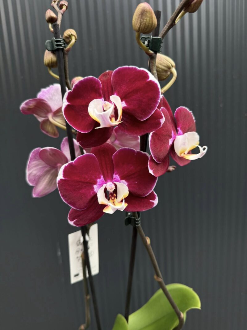 phalaenopsis hot chilli | Storczyk
