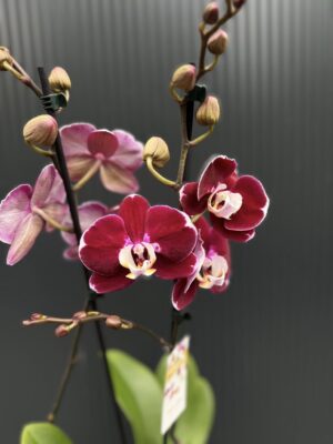 phalaenopsis hot chilli | Storczyk