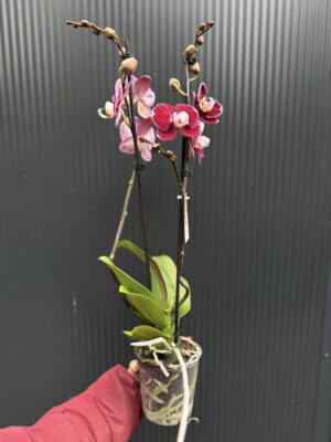 phalaenopsis hot chilli | Storczyk
