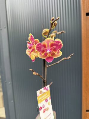 Phalaenopsis Sogo Yellowtris peloric | Storczyk bez pąków