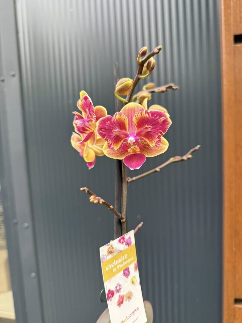 Phalaenopsis Sogo Yellowtris peloric | Storczyk bez pąków