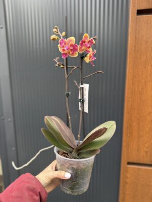Phalaenopsis Sogo Yellowtris peloric | Storczyk bez pąków