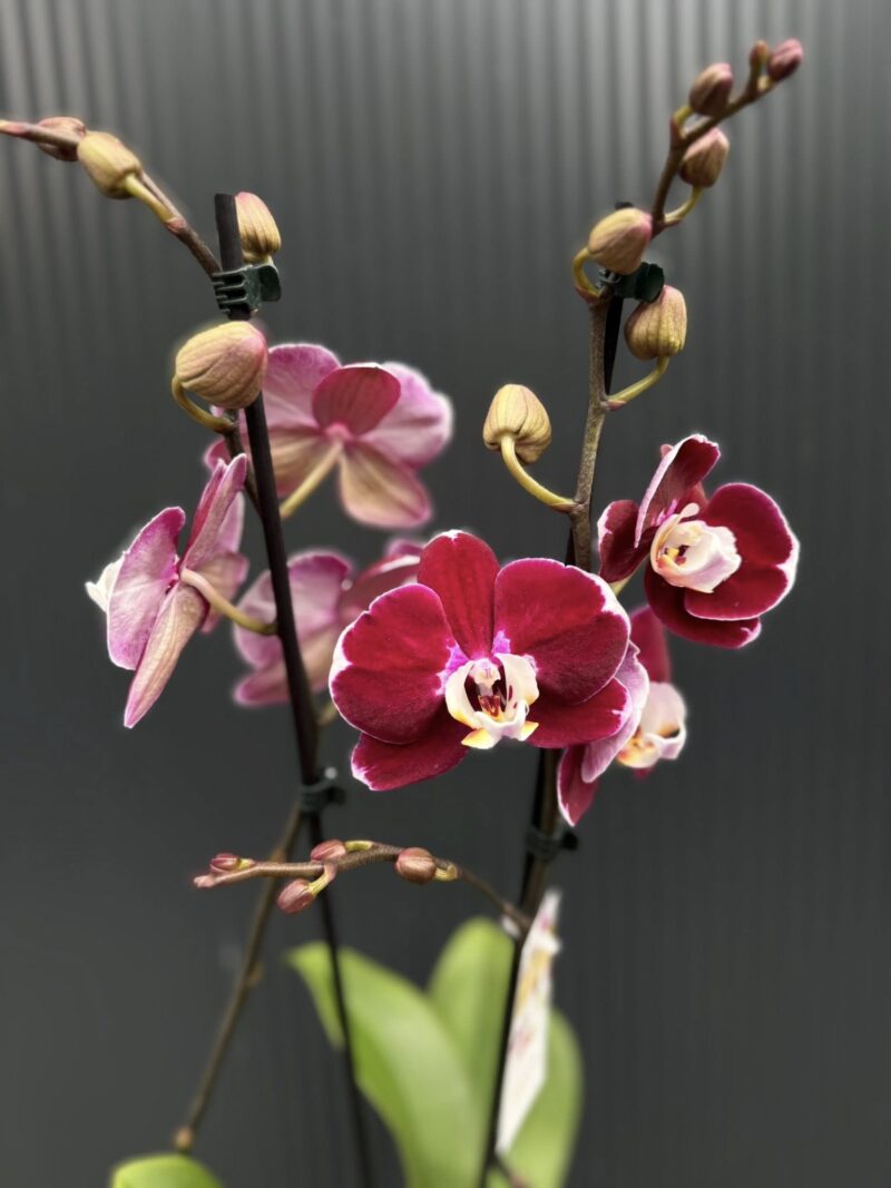 phalaenopsis hot chilli | Storczyk