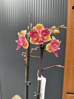 Phalaenopsis Sogo Yellowtris peloric | Storczyk bez pąków