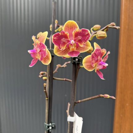 Phalaenopsis Sogo Yellowtris peloric | Storczyk