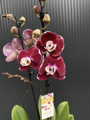 phalaenopsis hot chilli | Storczyk