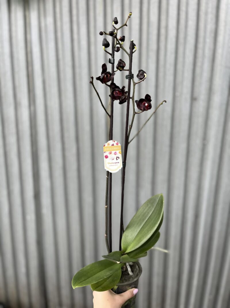 Phalaenopsis Black Swan I Czarny Storczyk