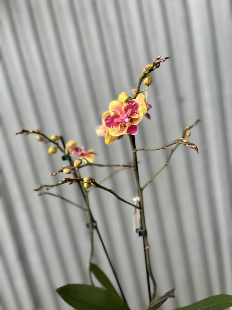 Phalaenopsis Sogo Yellowtris peloric | Storczyk bez pąków