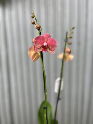 Phalaenopsis ‘Raoul’ I Storczyk