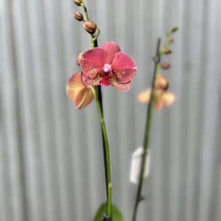 Phalaenopsis ‘Raoul’ I Storczyk