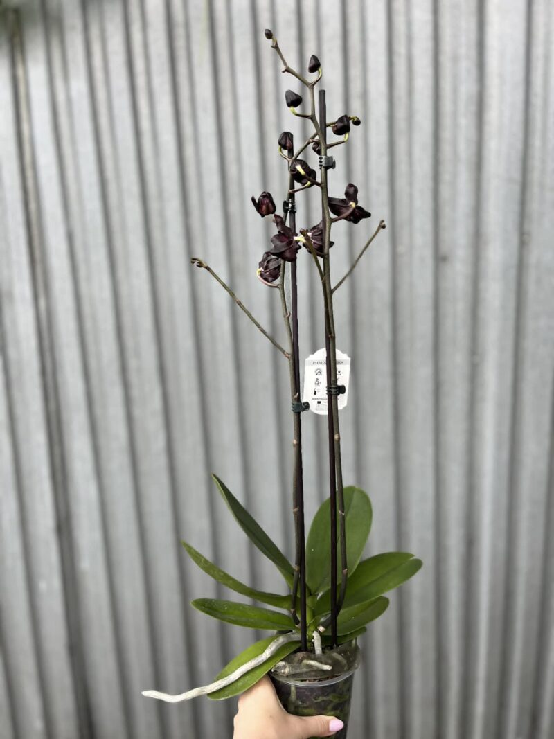 Phalaenopsis Black Swan I Czarny Storczyk
