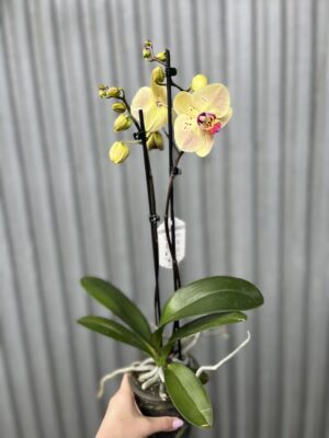 Phalaenopsis Golden Goya | Storczyk