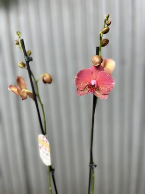 Phalaenopsis ‘Raoul’ I Storczyk