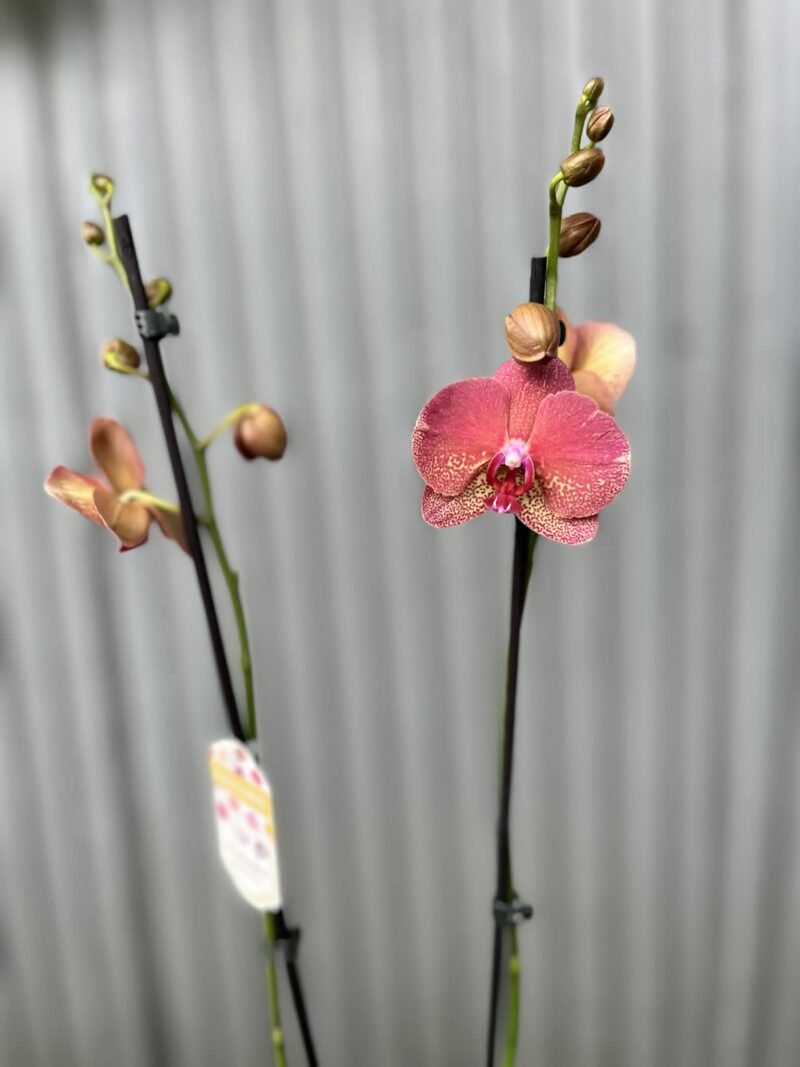 Phalaenopsis ‘Raoul’ I Storczyk