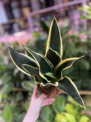Sansevieria ‘Night Shake’