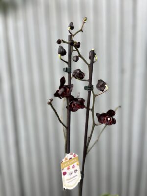 Phalaenopsis Black Swan I Czarny Storczyk