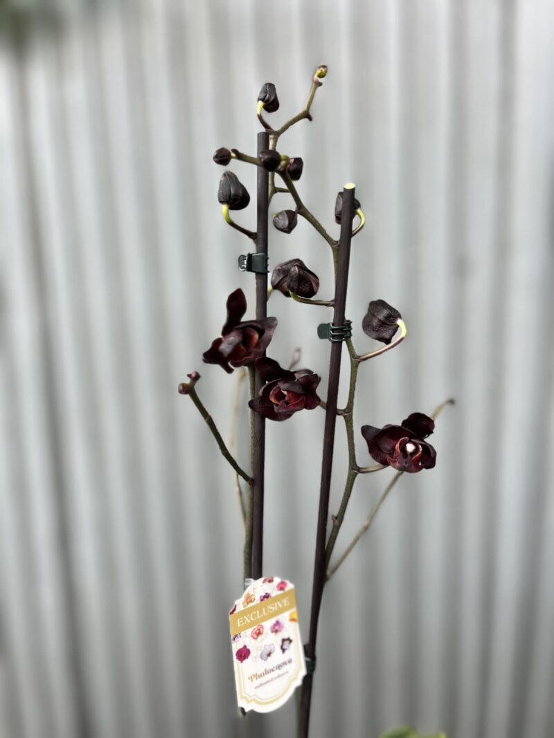 Phalaenopsis Black Swan I Czarny Storczyk