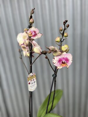 Phalaenopsis Golden Art | Storczyk