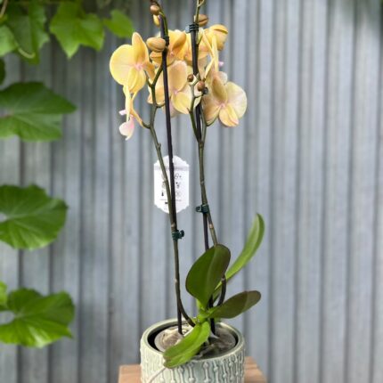 Phalaenopsis Blush Sun Big Lip | Storczyk