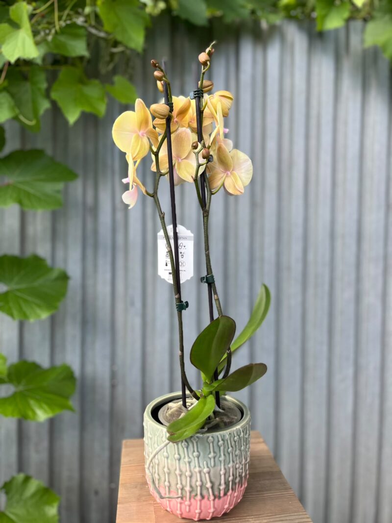 Phalaenopsis Blush Sun Big Lip | Storczyk