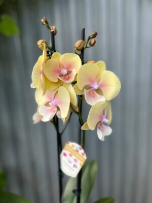 Phalaenopsis Blush Sun Big Lip | Storczyk