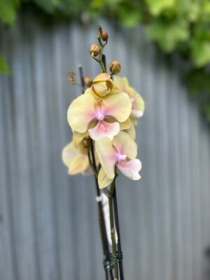 Phalaenopsis Blush Sun Big Lip | Storczyk