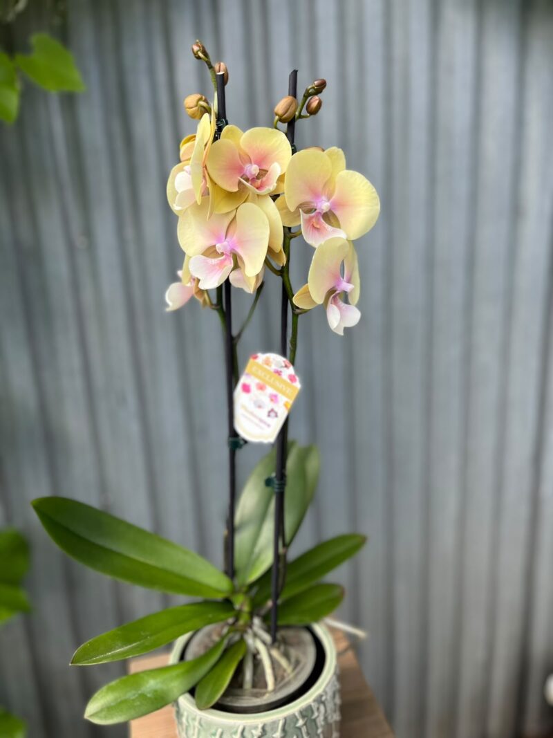 Phalaenopsis Blush Sun Big Lip | Storczyk