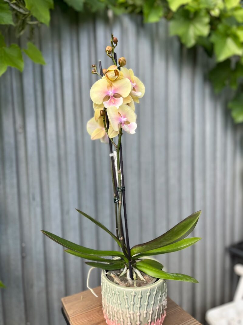 Phalaenopsis Blush Sun Big Lip | Storczyk