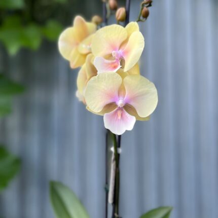 Phalaenopsis Blush Sun Big Lip | Storczyk