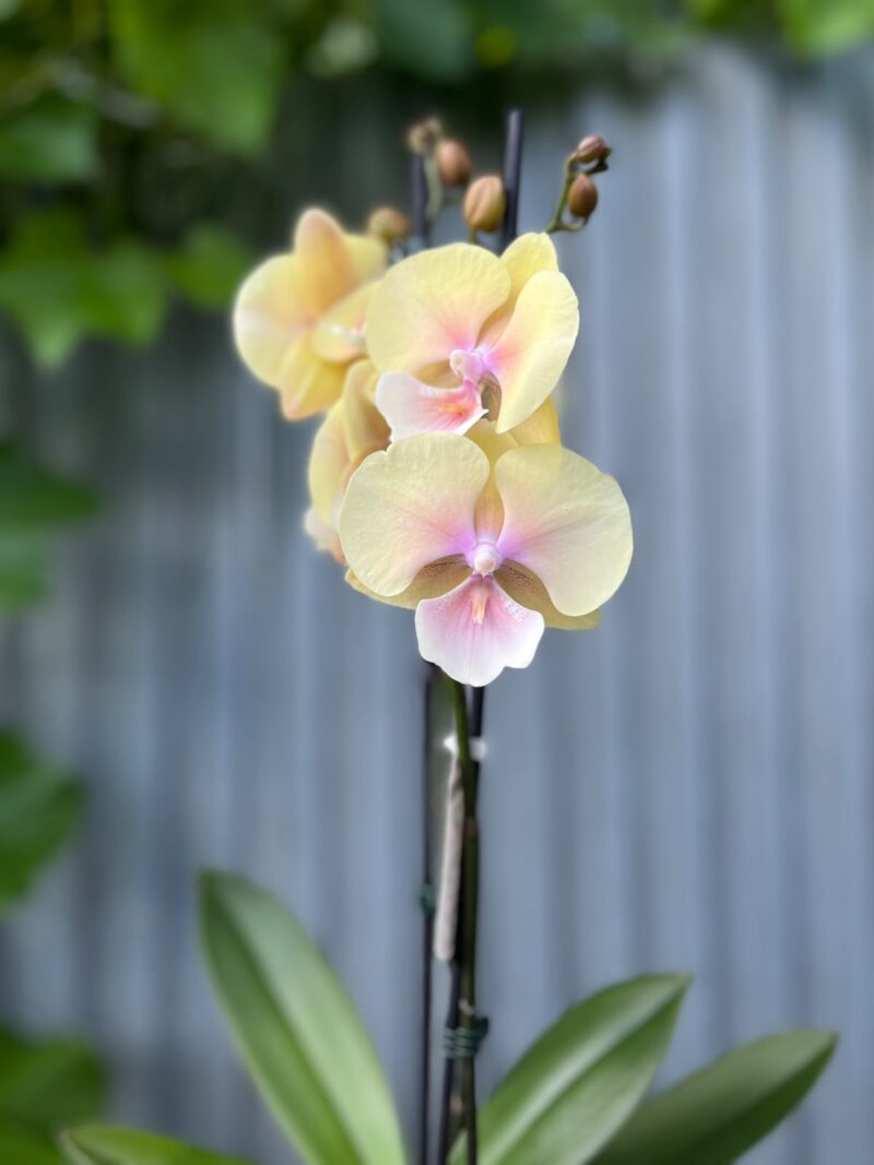 Phalaenopsis Blush Sun Big Lip | Storczyk Phalaenopsis Blush Sun Big Lip | Storczyk