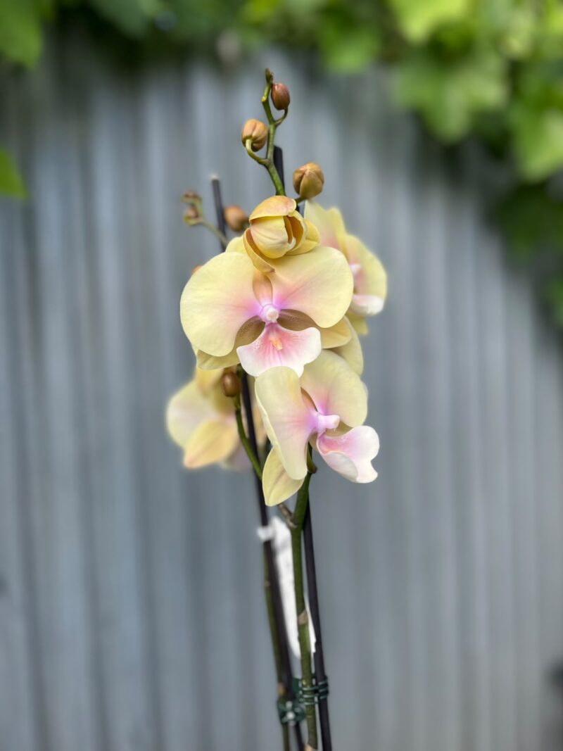 Phalaenopsis Blush Sun Big Lip | Storczyk