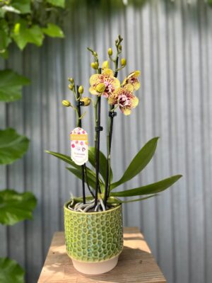 Phalaenopsis Orient Express | Storczyk