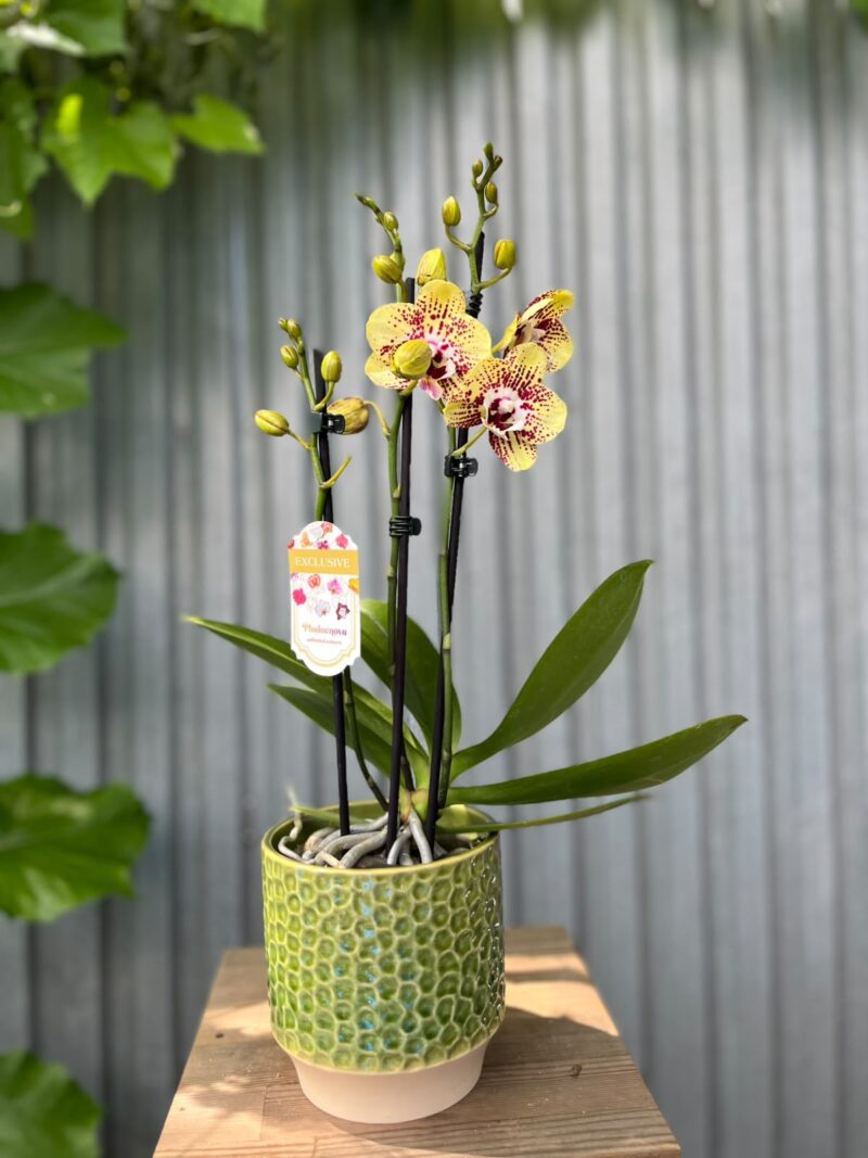Phalaenopsis Orient Express | Storczyk